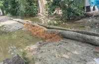 রাস্তা নেই! ভরসা এখন সাঁকো: দুমকির মুরাদিয়ায় চরম দুর্ভোগে হাজারও মানুষ