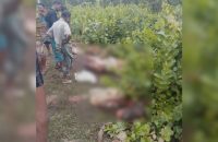 বরিশালে ৪টি খাসি চুরি করে চামড়া ও নাড়িভুঁড়ি ফেলে মাংস নিয়ে গেল চোরচক্র