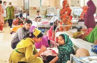 পিরোজপুরে গাছের গোড়ায় গোড়ায় এডিস মশার উপস্থিতি, বাড়ছে ডেঙ্গু