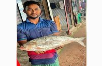 মেঘনা নদীতে জেলেদের জালে ২ কেজি ৬০০ গ্রামের ইলিশ, বিক্রি ১৪ হাজারে