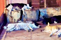 রাতে কুকুরের আড্ডা, সকালে সেই খাট্টায় বিক্রি হচ্ছে মাংস