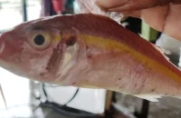 বঙ্গোপসাগরে জেলের জালে ধরা পড়ল ‘হলুদ সোনালি বাটা’