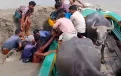 বাউফল লাল চরে ঘাস খেয়ে অসুস্থ ৩০টি মহিষ, মারা গেছে তিনটি