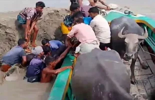 বাউফল লাল চরে ঘাস খেয়ে অসুস্থ ৩০টি মহিষ, মারা গেছে তিনটি