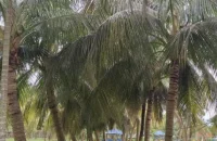 উপকূলীয় অঞ্চল পটুয়াখালীর বাউফলে নারকেল ফলনে ধস