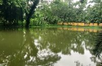 নেছারাবাদে বদলী আদেশ পেয়ে সরকারী পুকুরের মাছ ধরে নিয়ে গেলেন ভূমি কর্মকর্তা