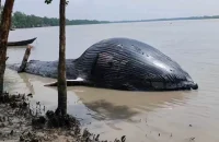 নদীর তীরে ভেসে এলো ৩০ ফুটের মৃত তিমি