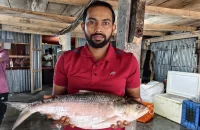 কুয়াকাটায় ২ কেজির ইলিশ বিক্রি ৭২০০ টাকায়