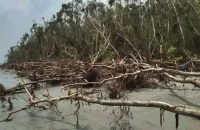 বরগুনার উপকূলে বাড়ছে ভাঙন, হুমকিতে জনপদ
