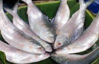 টানা ২২ দিনের নিষেধা’জ্ঞা শেষে মেঘনায় হাজারো জেলে, জমজমাট ইলিশের বাজার