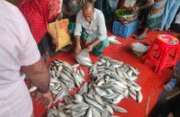 মা ইলিশ রক্ষায় নিষেধাজ্ঞা শুরু, মৌসুমের শেষ মুহূর্তেও ইলিশের সংকট কাটেনি