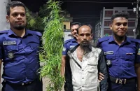 বাউফলে গাঁজা চাষি গ্রেপ্তার, গাছ উদ্ধার