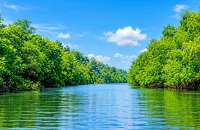 বরিশাল-চট্টগ্রাম উপকূলে ৪৮ কোটি টাকায় ম্যানগ্রোভ বনায়ন