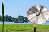 ‘মা ইলিশ’ রক্ষার অভিযানে লাখ লাখ টাকার বাণিজ্যের অভিযোগ, কাঠগড়ায় নৌ পুলিশ