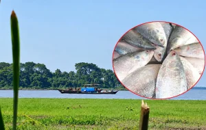 ‘মা ইলিশ’ রক্ষার অভিযানে লাখ লাখ টাকার বাণিজ্যের অভিযোগ, কাঠগড়ায় নৌ পুলিশ