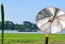 ‘মা ইলিশ’ রক্ষার অভিযানে লাখ লাখ টাকার বাণিজ্যের অভিযোগ, কাঠগড়ায় নৌ পুলিশ