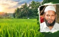 পিরোজপুরে মন্দিরের ভূমিতে জামায়াত নেতার ধান চাষ! দখলের অভিযোগ