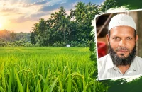 পিরোজপুরে মন্দিরের ভূমিতে জামায়াত নেতার ধান চাষ! দখলের অভিযোগ